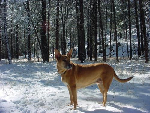 6753/1239917889-snowdog.jpg