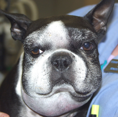 ecc5/1242945227-snakebitebostonterrier2.jpg