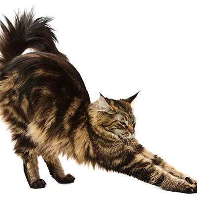 Image: Cat Yoga