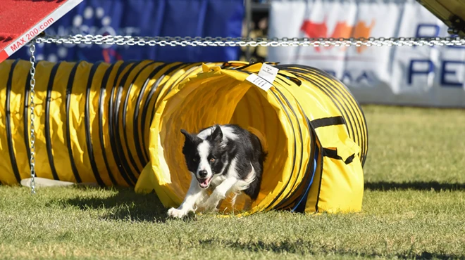 Image: Cynosport&reg; Dog Agility World Games Presented by Purina&reg; Pro Plan&reg;