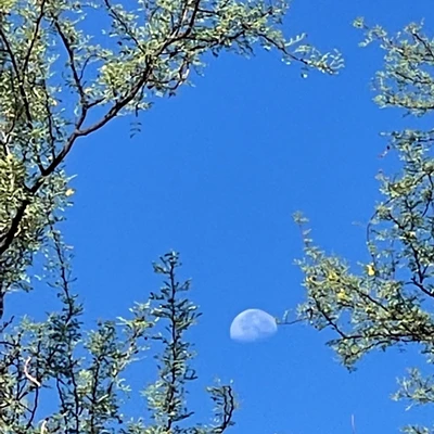 Image: Desert Rain Zen: Tuesay evening study group (all are welcome!)