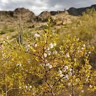 Image: Edible & Medicinal Plants Tour