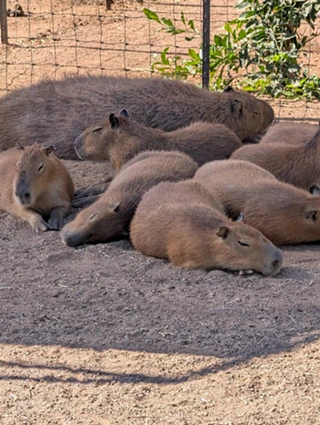 Image: Family Day at Ghost Ranch Exotics: Public Capybara & Exotic Animal Tour