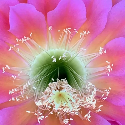 Image: Heretical Buddhism