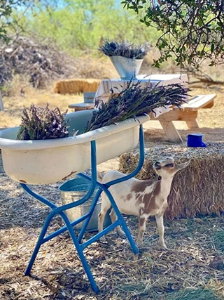 Image: Life Under The Oaks Open Farm Days