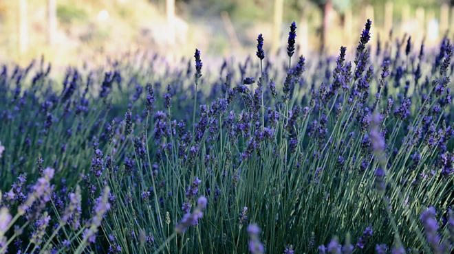 Image: Lunch at the Lavender Farm+Titan Tour!