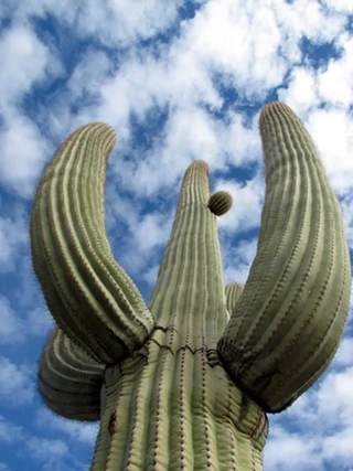 Image: Saguaro Stories