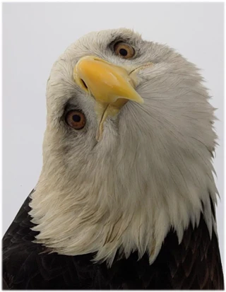 Image: The Eagle Has Landed